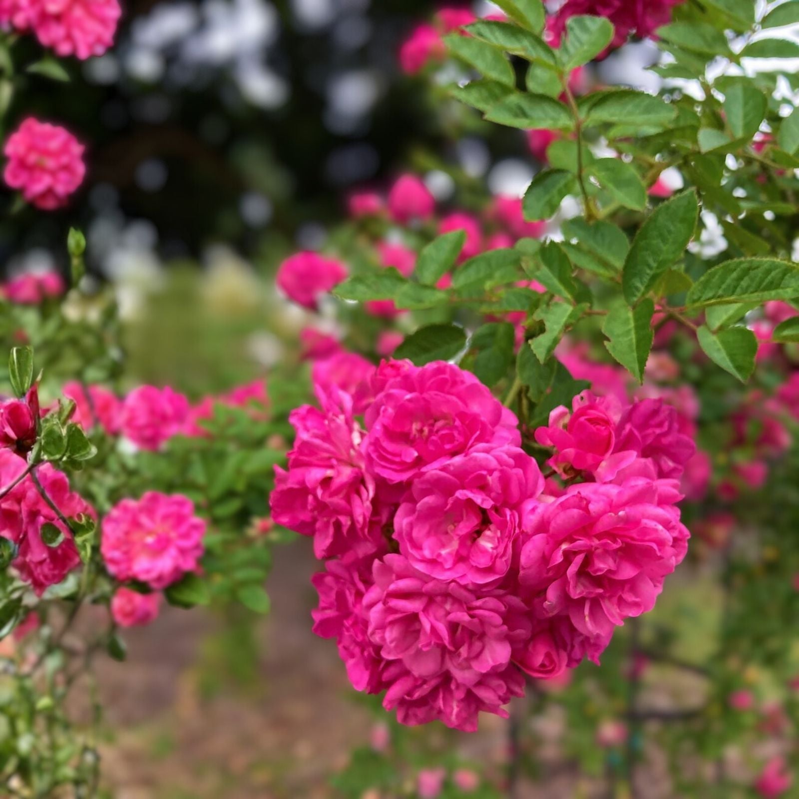 Peggy Martin Rose Cuttings 10 Inch Climbing Rose Live Plant Garden Starter Bare Root Rosa 'Peggy Martin'