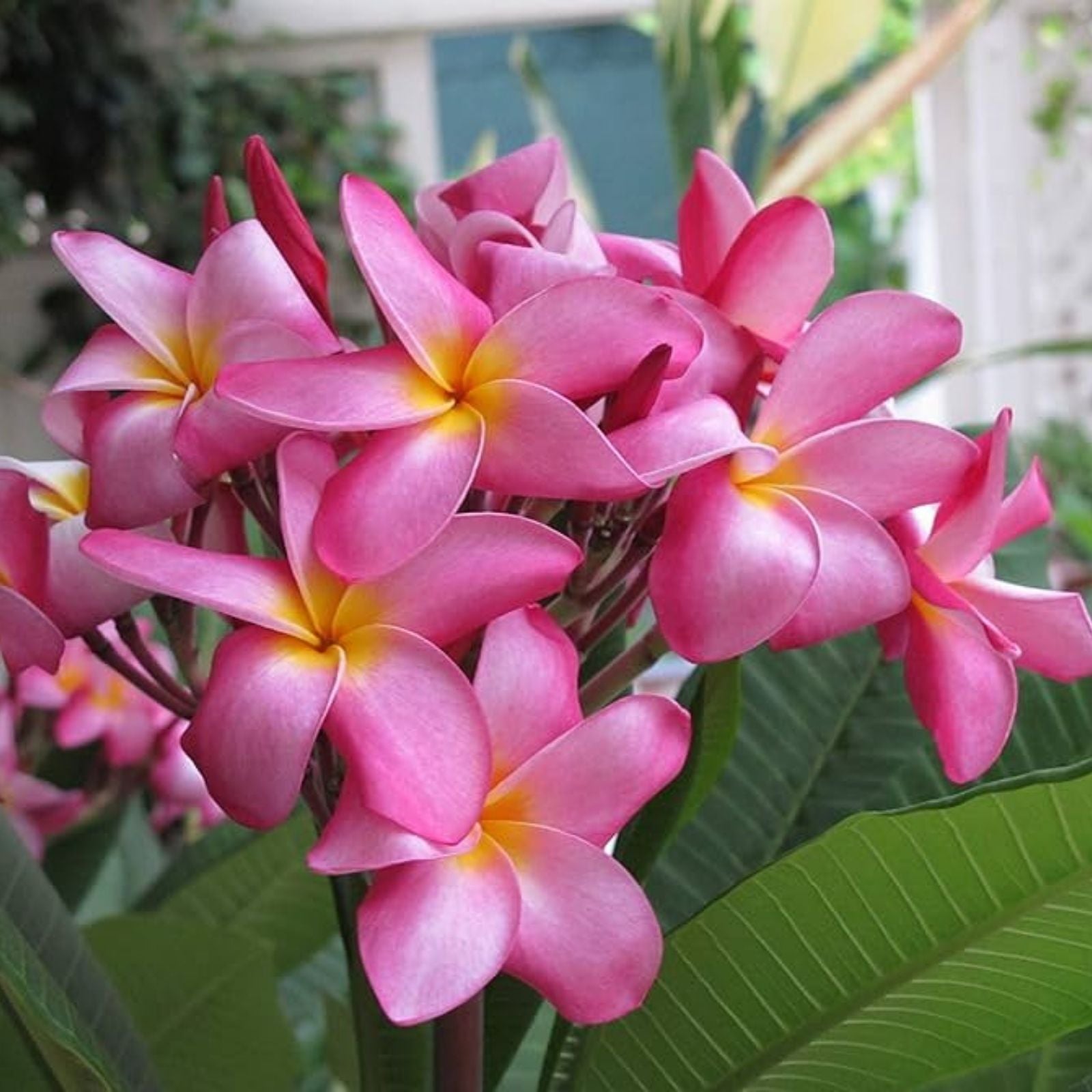 Pink Plumeria Starter Cutting 10 Inch Unrooted Single Head Set of 10 Live Flowering Plant