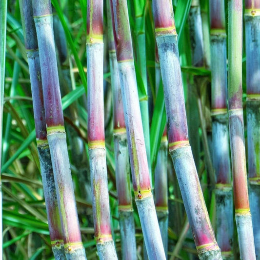 Green Sugarcane Live Plant Cuttings 1+1 PCS, Saccharum spontaneum, Organic Cane Plant, Gardening Starter, Juicy Sweet Houseplant