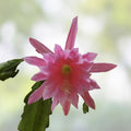 Epiphyllum Orchid Cactus Cutting Cosmic Queen Succulent Indoor Garden Houseplant Live Plant