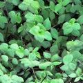 Callisia Cordifolia Green Trailing Wandering Jew Plant - Indoor Houseplant, Easy Care, Bright Green Foliage, Low Maintenance