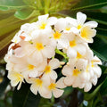 Plumeria Cutting 6-10" White Yellow Frangipani Live Plant Bare Root Houseplant No Ship to CA