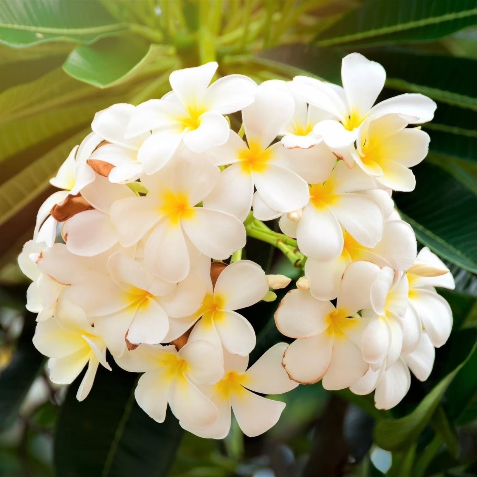 Plumeria Cutting 6-10" White Yellow Frangipani Live Plant Bare Root Houseplant No Ship to CA