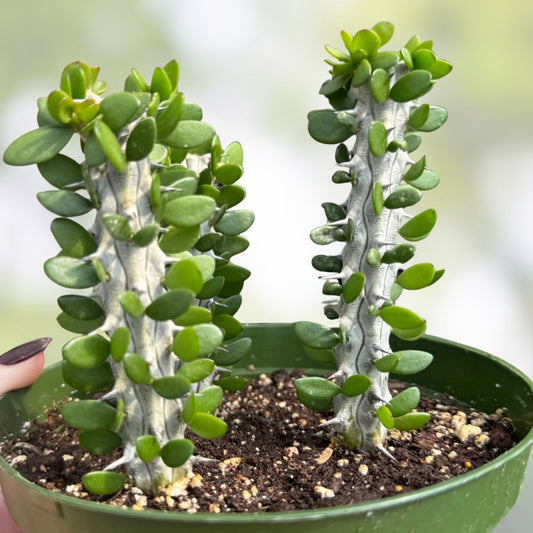 Madagascar Ocotillo Seeds | Alluaudia procera Drought-Tolerant Succulent Starter Plant Bare Root Cutting