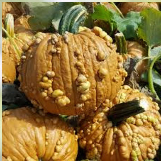 Organic Warty Pumpkin Seeds 10 Pack Heirloom USA Non-GMO Gardening Seeds, Pumpkin Plant, Starter, Live Plant, Bare Root