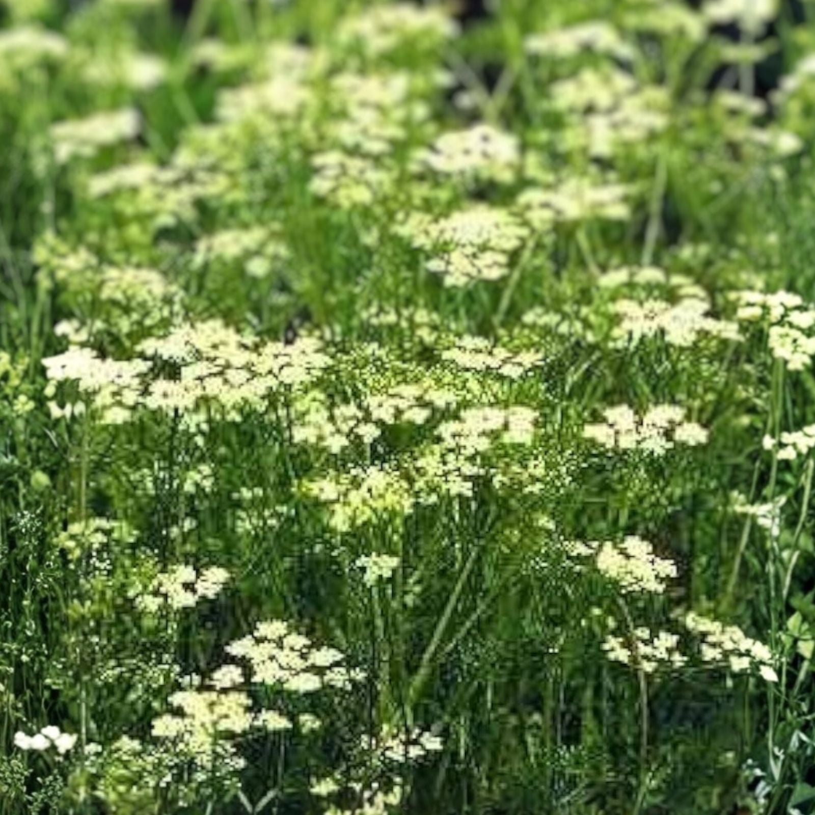 Cumin Seeds 500 Pack Heirloom Non-GMO Culinary Herb Seeds Cuminum cyminum Grow Your Own Spice Plant