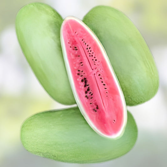 Organic Charleston Grey Watermelon Seeds Heirloom Non-GMO 50 Seeds Watermelon Fruit Garden Planting