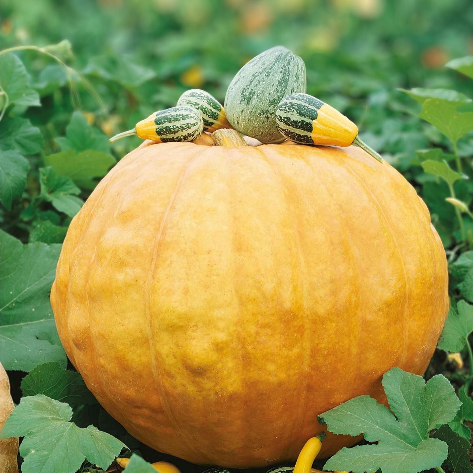 Big Max Pumpkin Seeds Organic USA Giant Pumpkin Seeds 10 Pack Cucurbita maxima Live Plant Cutting Bare Root Starter Plant