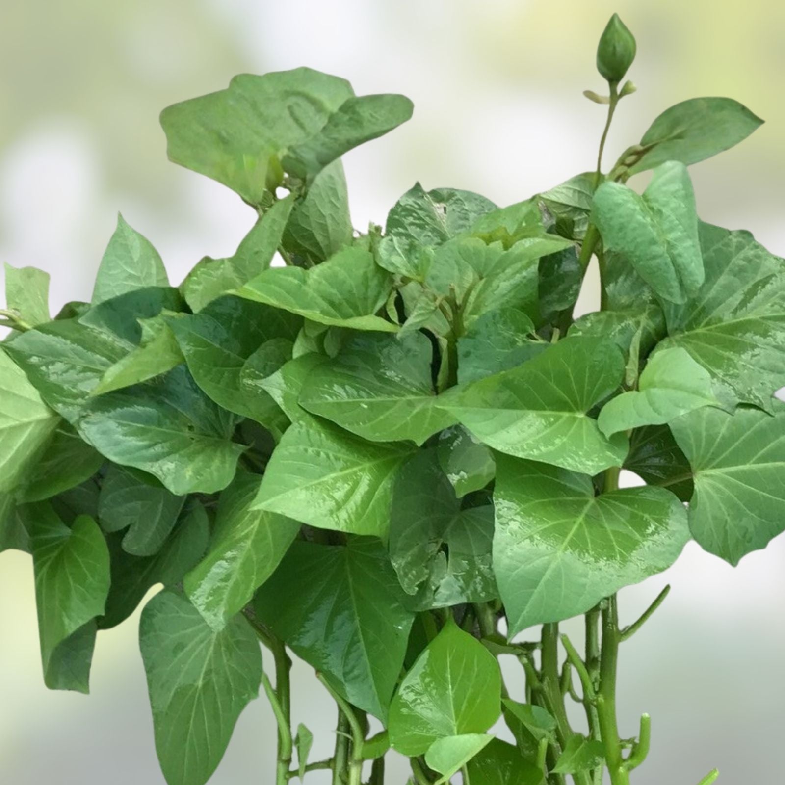 Beauregard Sweet Potato Slips Organic Live Plant 10 Cuttings Ipomoea batatas Vegetable Starter Houseplant