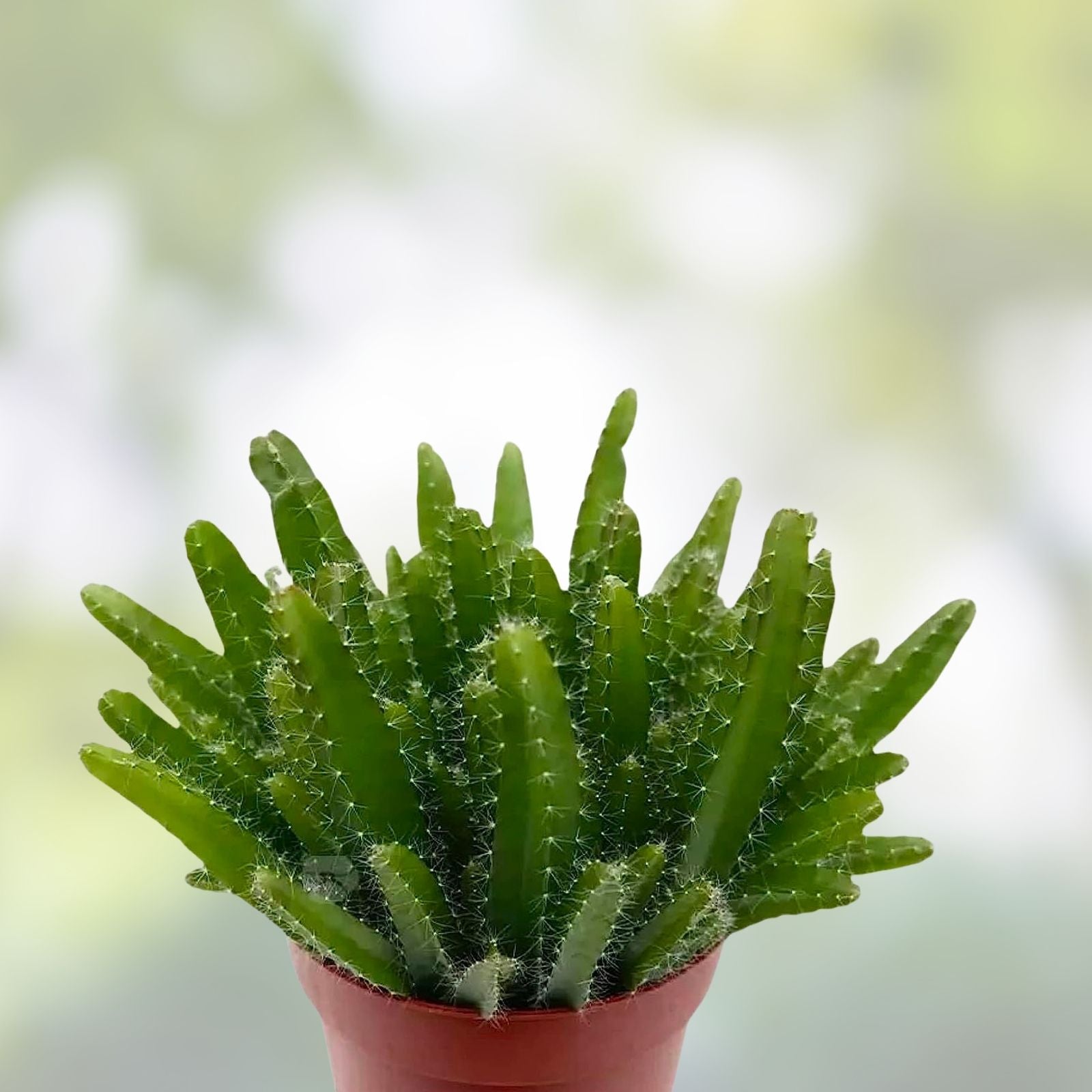 Dragon Fruit Cuttings Natural Mystic Hylocereus undatus Edible Cactus Plant Starter Live Plant