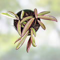 Hoya Wayetii 'Lori Lyn' Rooted Plant in 2.5" Pot, Trailing Houseplant, Exotic Green Foliage, Indoor Decor, Fast Shipping