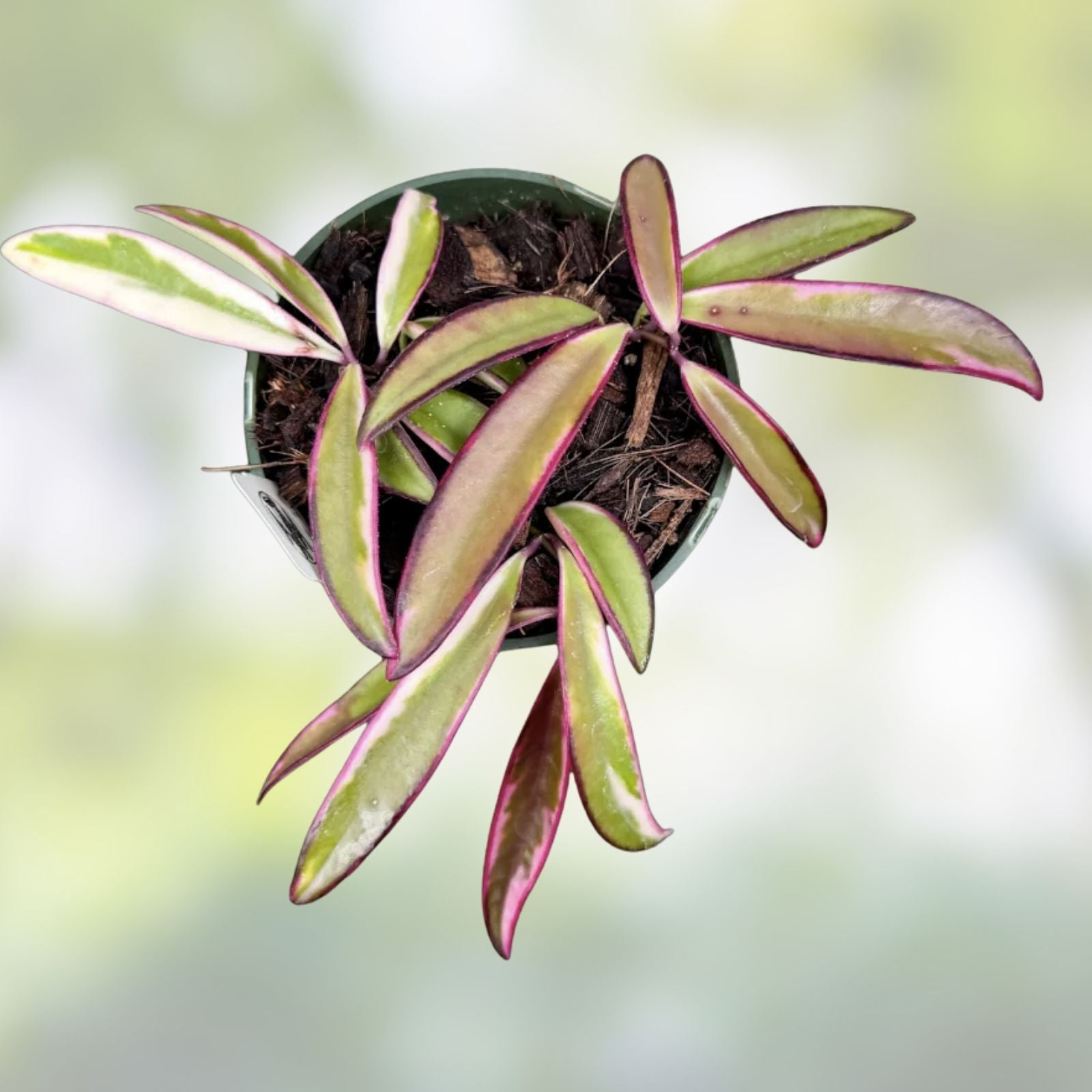 Hoya Wayetii 'Lori Lyn' Rooted Plant in 2.5" Pot, Trailing Houseplant, Exotic Green Foliage, Indoor Decor, Fast Shipping