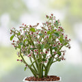 Euphorbia guiengola Cutting 2-inch Succulent Bonsai Drought Tolerant Easy Care Houseplant