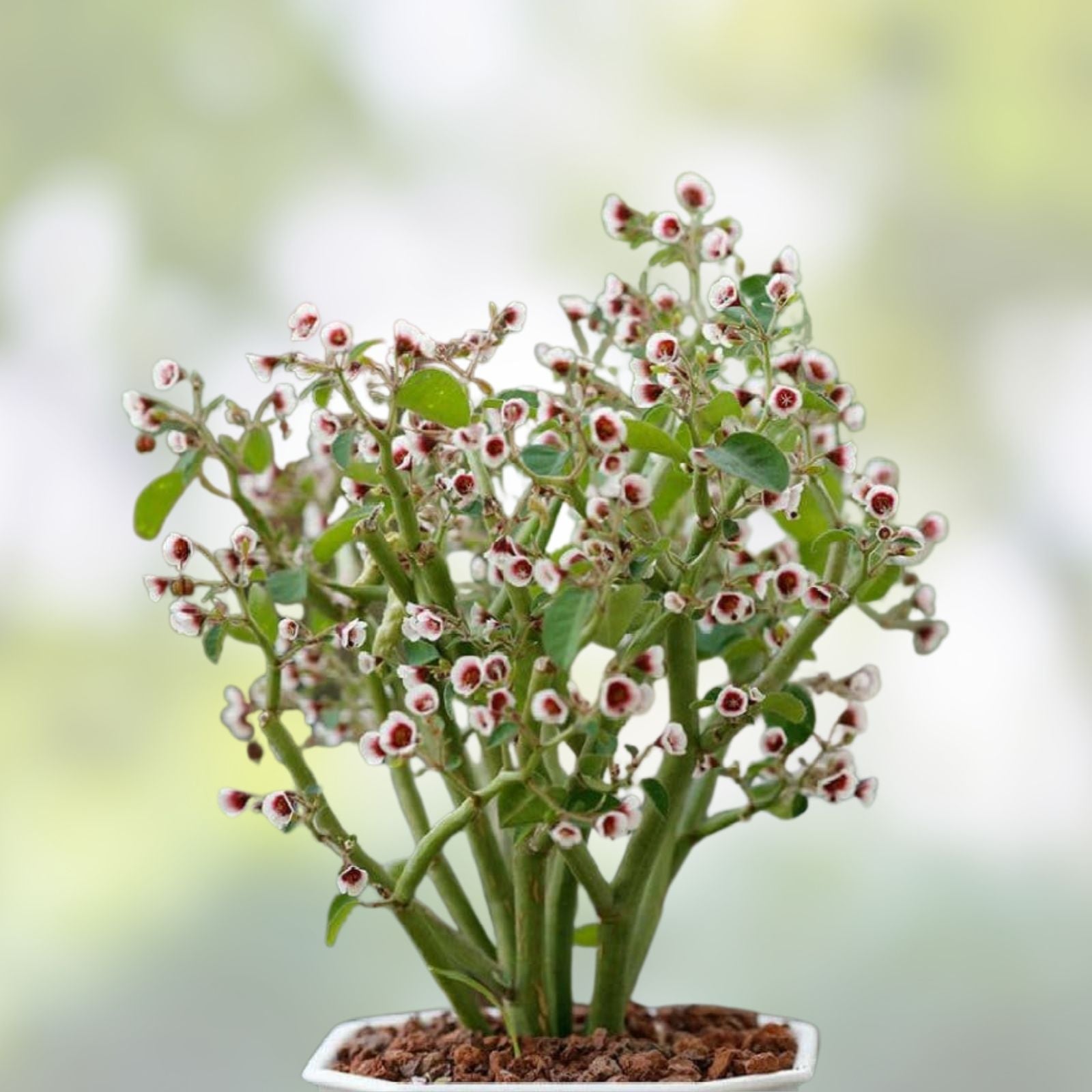 Euphorbia guiengola Cutting 2-inch Succulent Bonsai Drought Tolerant Easy Care Houseplant