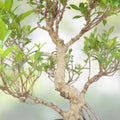 Donald Trunk Bonsai Tree Cuttings – Thick Trunk, Iconic Arching Style, Ficus retusa Indoor Bonsai Plant, Fresh Stock
