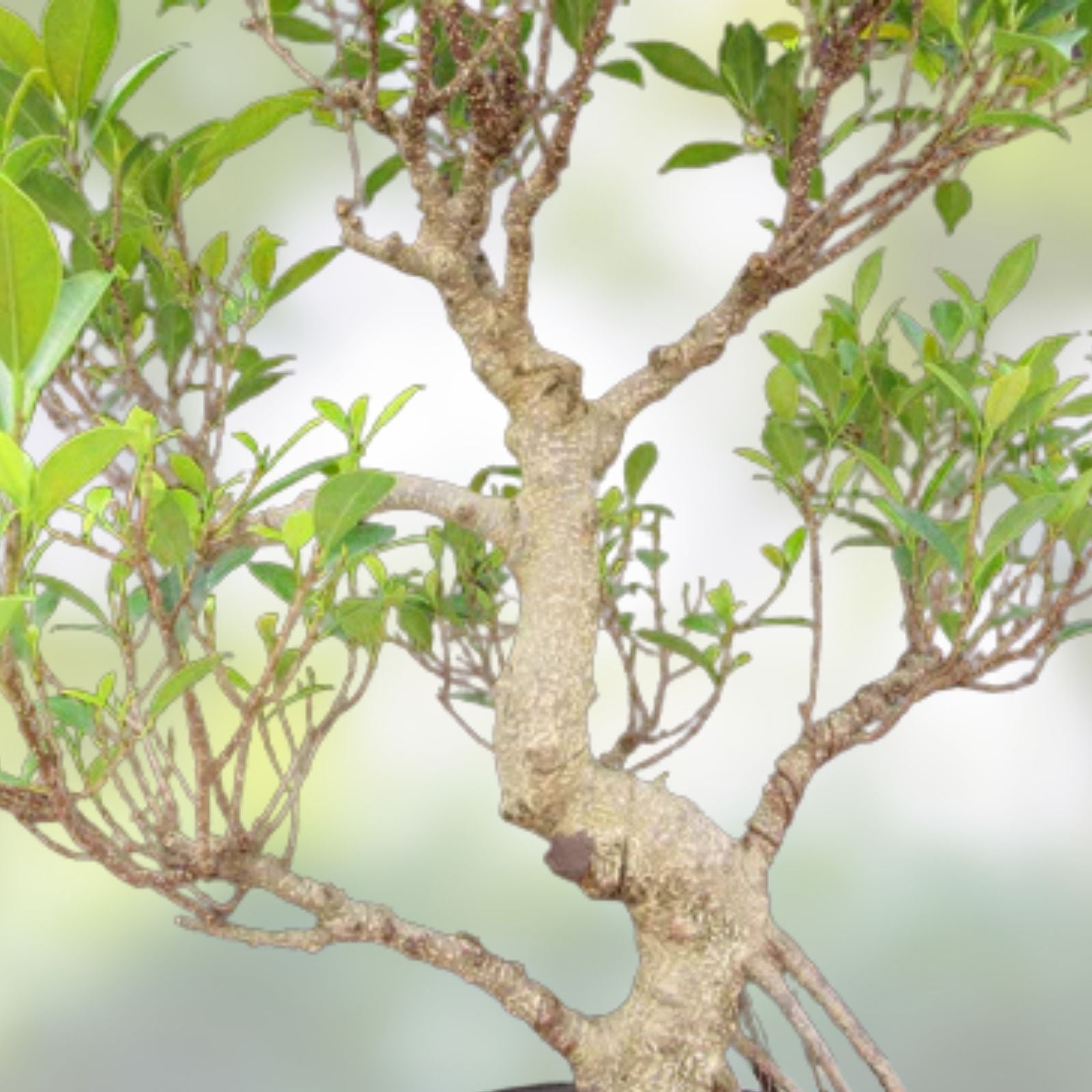 Donald Trunk Bonsai Tree Cuttings – Thick Trunk, Iconic Arching Style, Ficus retusa Indoor Bonsai Plant, Fresh Stock