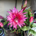 Unrooted Epiphyllum Kiwi Jubilee Cutting - Rare Orchid Cactus Tropical Houseplant Propagation - Easy to Grow