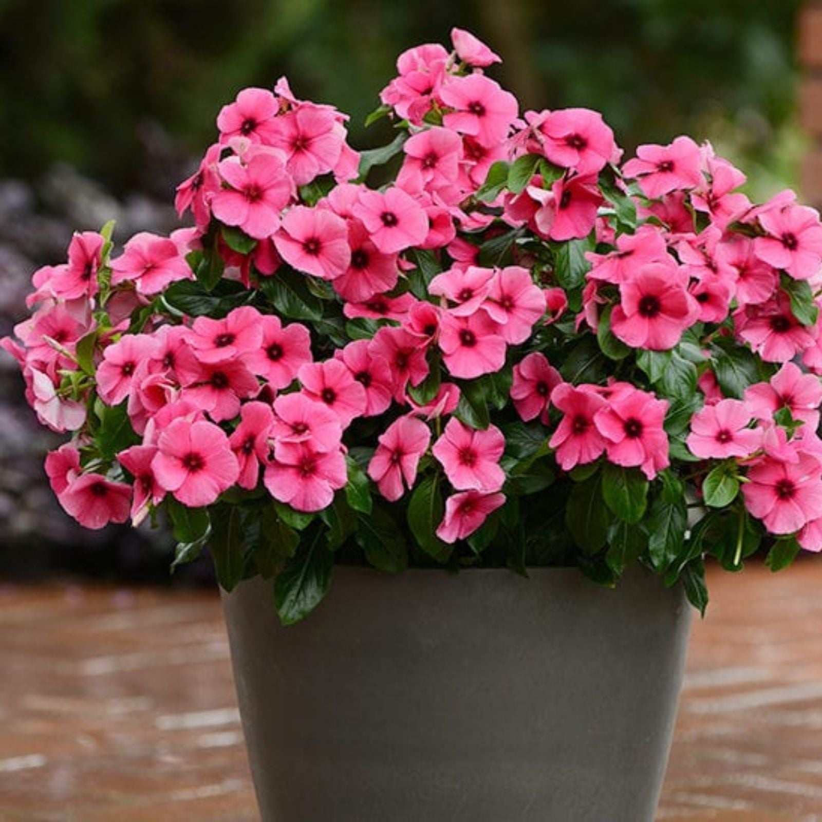 Vinca Seeds 100 Count Tattoo Raspberry Vinca Rosea Flowering Plant, Live Starter Plant, Non California Sale