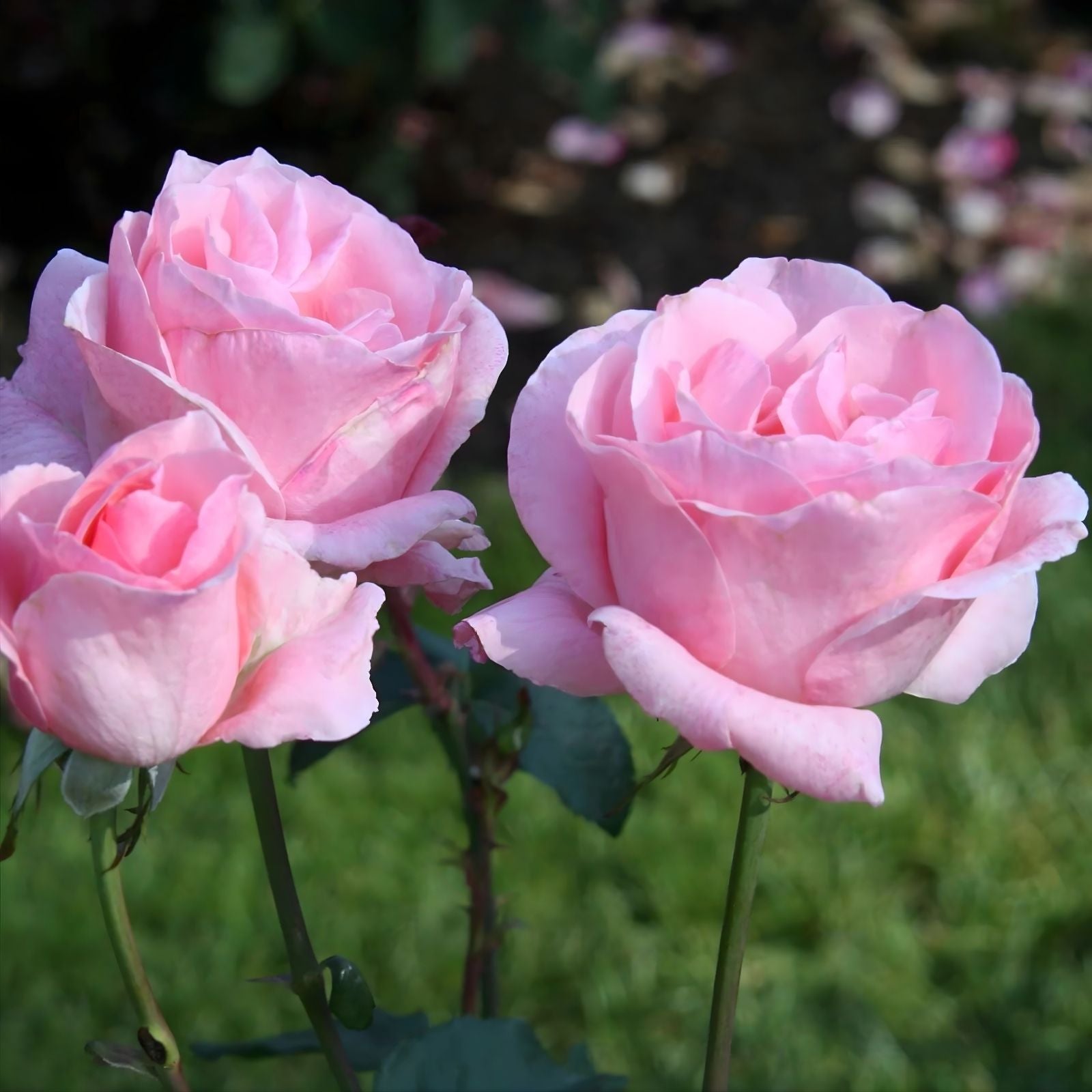 Queen Elizabeth Rose Bush Live Plant 1-2' Pink Grandiflora Rose Cutting Houseplant