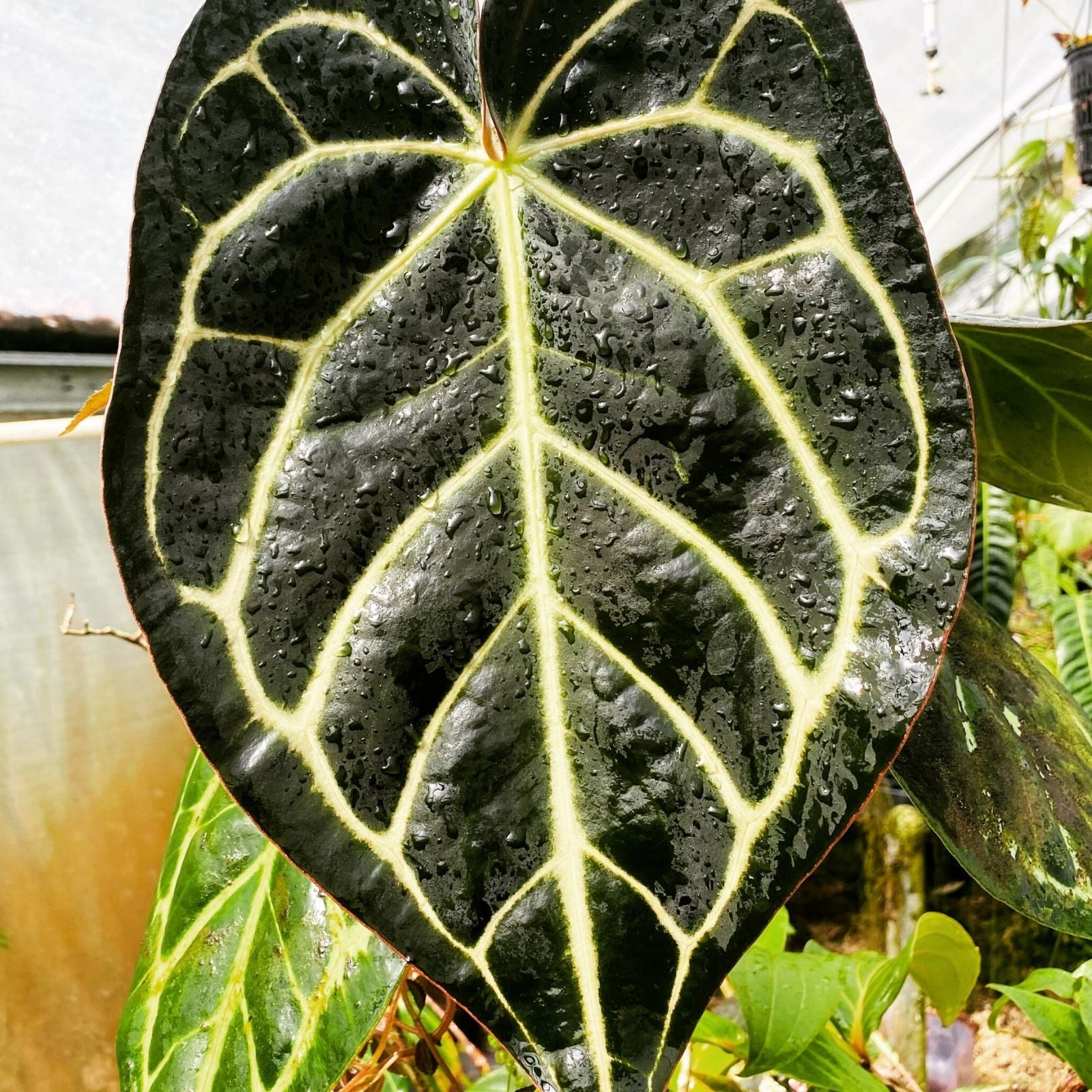 Anthurium Carlablackiae Leaf Cutting, Rare Aroid Tropical Houseplant, Unique Foliage, Indoor Plant Starter, Live Plant, Houseplant