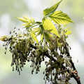 Pink Shower Tree Seeds 10 Pack - Cassia grandis Tropical Flowering Tree Seeds for Planting - Ornamental Garden Tree