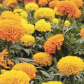 Organic Cracker Jack African Marigold Seeds Tagetes erecta 200 pack live plant cutting bare root starter flower seeds