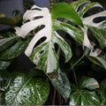 Monstera Albo Borsigiana Rooted Cutting, Rare Variegated Houseplant, Indoor Garden Plant, Monstera deliciosa, Live Plant