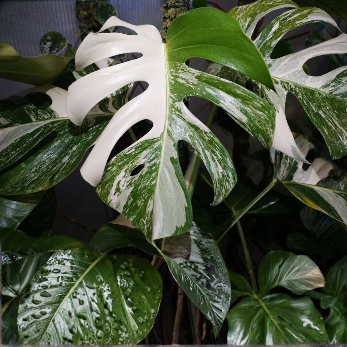 Monstera Albo Borsigiana Rooted Cutting, Rare Variegated Houseplant, Indoor Garden Plant, Monstera deliciosa, Live Plant