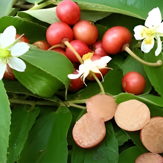 Jamaican Cherry Tree Seeds 30 Pack - Prunus jamaica Tropical Fruit Tree Starter Plants for Home Garden