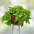 Sweet Potato Slips Organic Ipomoea batatas 10 Rooted Vines Live Plant Cutting Houseplant Gardening