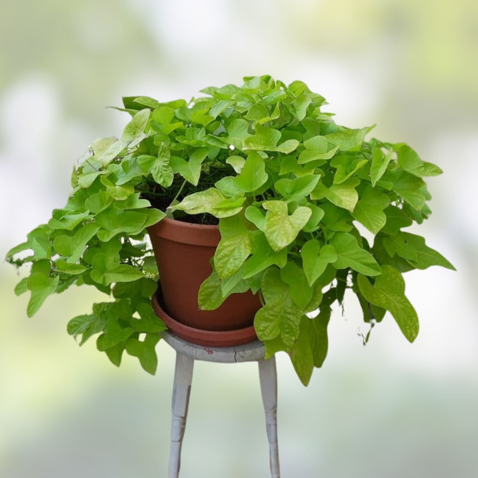 Sweet Potato Slips Organic Ipomoea batatas 10 Rooted Vines Live Plant Cutting Houseplant Gardening