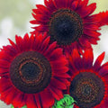 Red Sun Sunflower Seeds 50 Count Organic Non-GMO Helianthus annuus Starter Plants for Gardening
