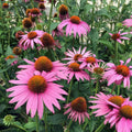Echinacea Seeds Prairie Splendor Deep Rose Perennial Flower Seeds 100 Count Echinacea purpurea