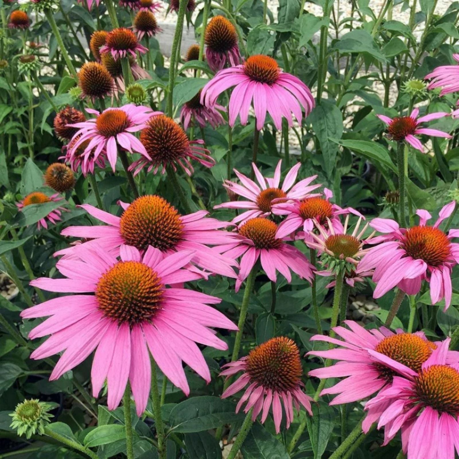 Echinacea Seeds Prairie Splendor Deep Rose Perennial Flower Seeds 100 Count Echinacea purpurea