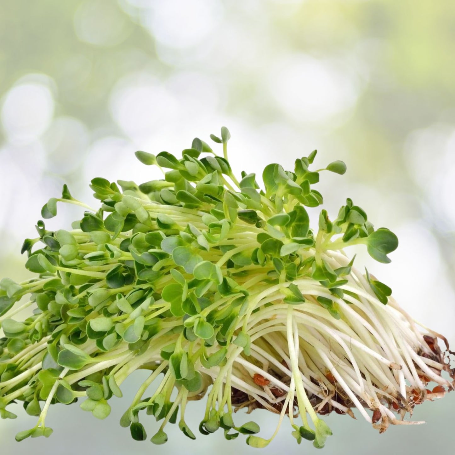 Organic Alfalfa Sprout Seeds 500g Non-GMO Microgreens Starter Plant Gardening Edible Seeds