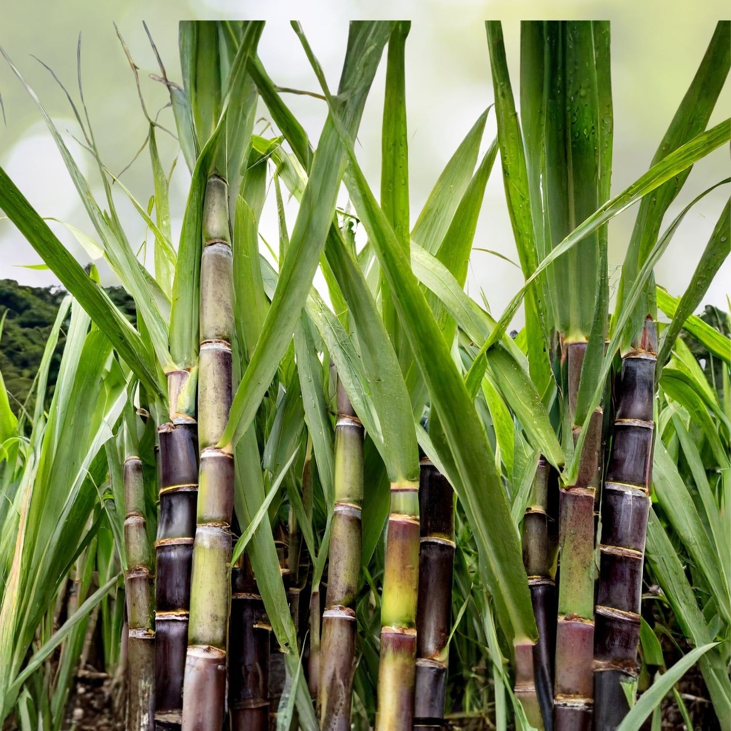 Organic Kava Rangi Sugar Cane Cuttings Sweet Variety Live Plant Gardening Starter Saccharum spp