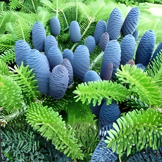Korean Fir Tree Seeds 20 Pack Abies koreana Blue Cones Live Planting Supplies Garden Tree Starter Non-GMO