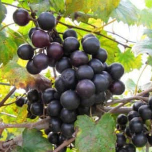 Organic Muscadine Grape Cuttings 20 Pack Black Noble Bronze Carlos Vitis rotundifolia Live Plant Starter