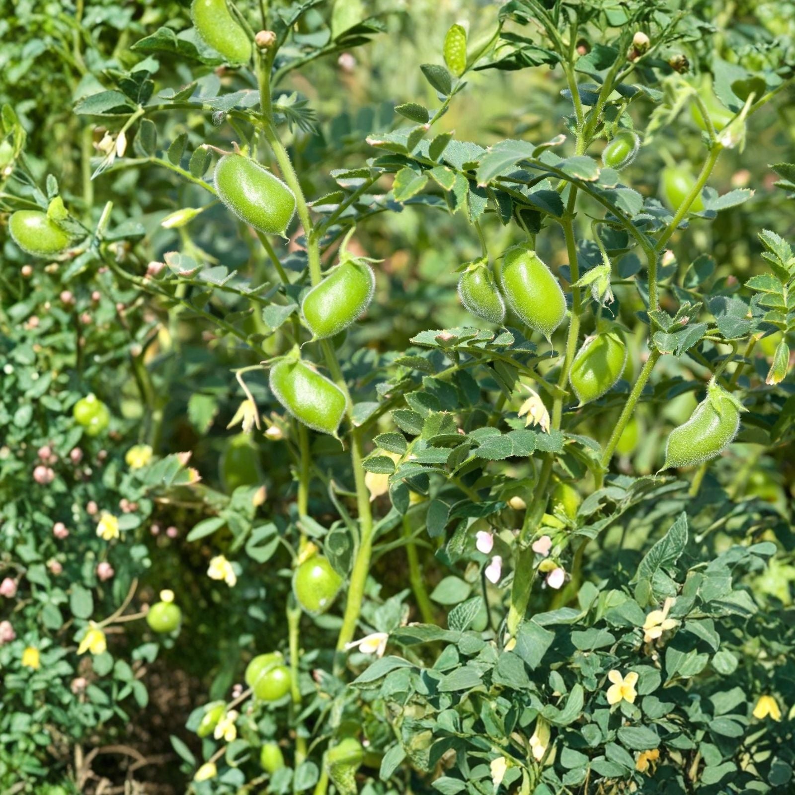 Thai Hot Pepper Seeds, Heirloom Non-GMO Capsicum annuum, Spicy Chili Garden Starter, 500+ Live Plant Seeds