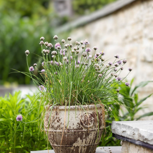 Herb Garden Seeds Pack Basil Thyme Parsley Chives Oregano Live Starter Plants for Home Gardening