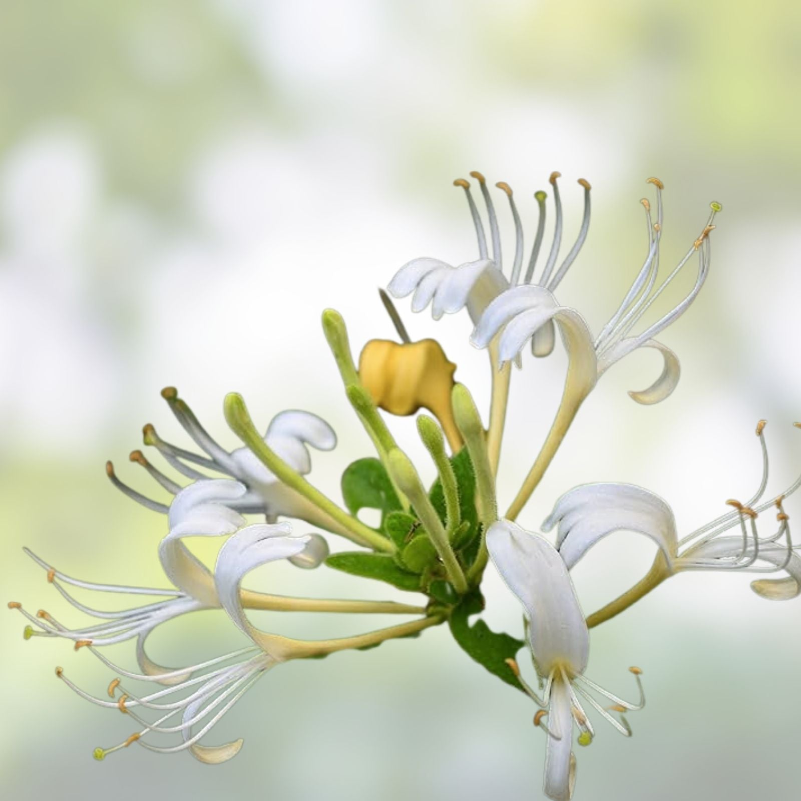 Japanese Honeysuckle Cuttings – Live Lonicera japonica Starter Plants with White and Yellow Flowers