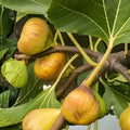 Fresh Fig Tree Cuttings Ficus carica Organic Live Plant Starter Bare Root Houseplant