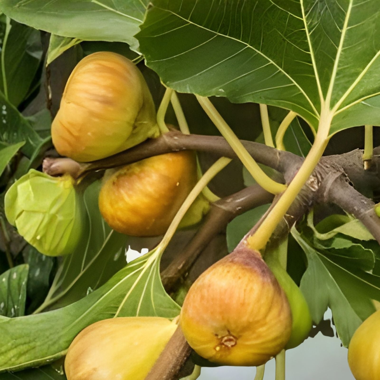 Fresh Fig Tree Cuttings Ficus carica Organic Live Plant Starter Bare Root Houseplant