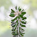 Alluaudia montagnacii Succulent Plant Rare Madagascar Drought Tolerant Houseplant Collector Gift