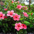 Hibiscus rosa-sinensis Pink Live Plant Cutting 8" Stem Bush Shrub Tree Hawaii Houseplant