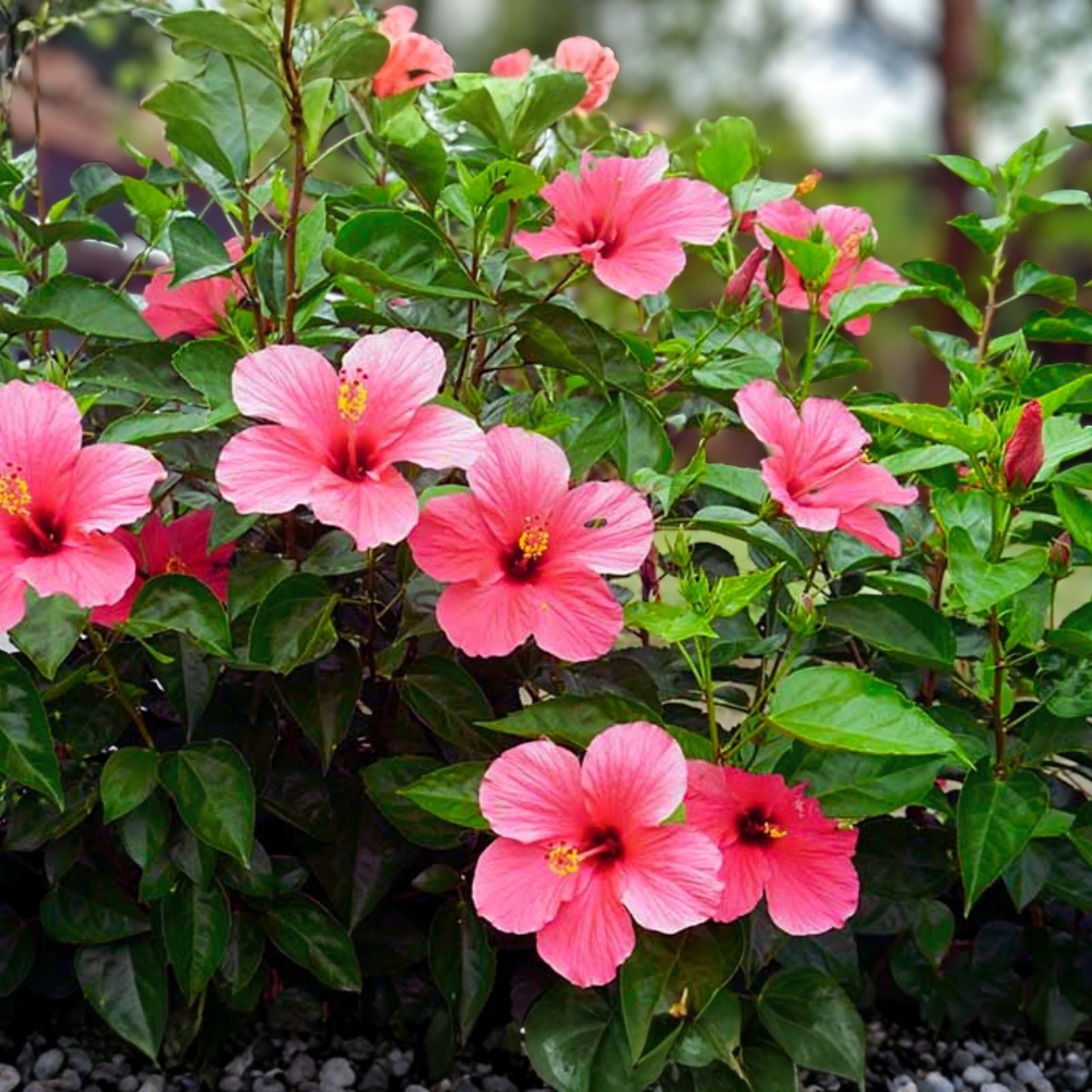 Hibiscus rosa-sinensis Pink Live Plant Cutting 8" Stem Bush Shrub Tree Hawaii Houseplant