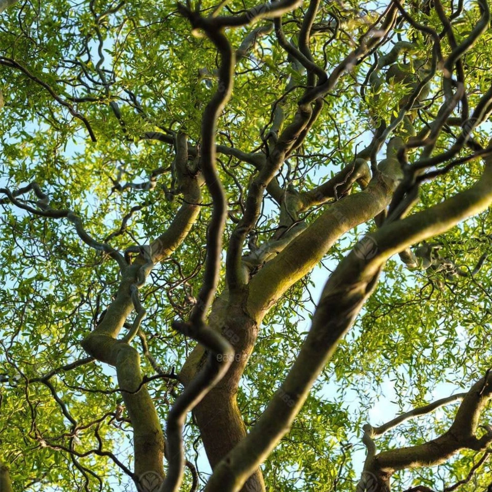Corkscrew Willow Tree Cuttings 20 Pack, Fast Growing Salix babylonica 'Tortuosa' for Privacy and Shade, New Harvest Quality