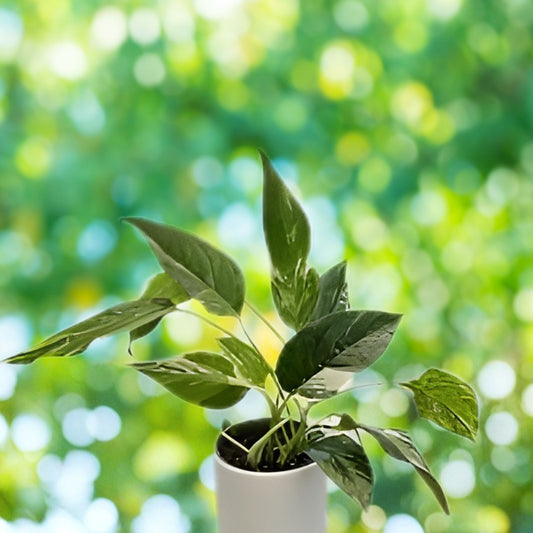 Albo Pothos Cutting Epipremnum Pinnatum Marble Variegation Live Houseplant Indoor Plant Accessory