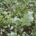 Lambsquarters Seeds 100 Pack Organic Heirloom Chenopodium Album Nutritious Green Vegetable Seeds