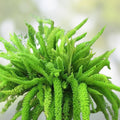 Asparagus Fern Live Plant 4 Inch Pot, Indoor Houseplant, Asparagus densiflorus, Mounding Variety, Live Plant, Houseplant